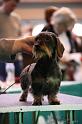 Crufts2011_2 1057